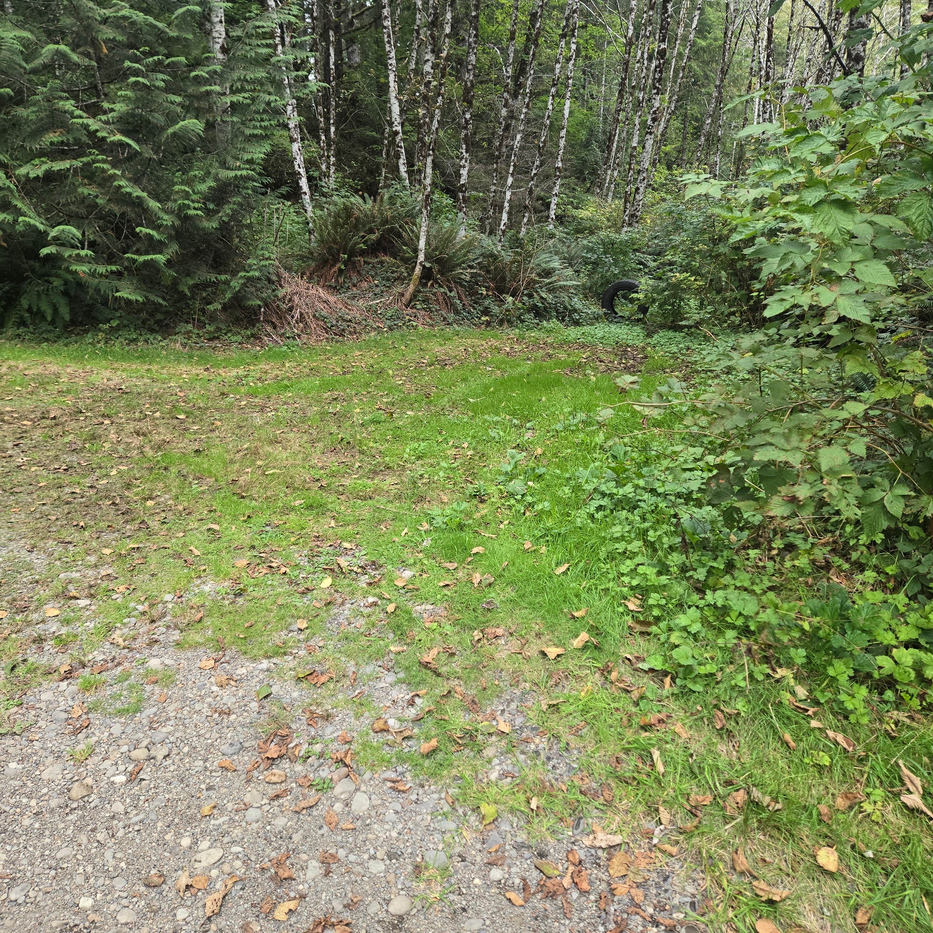 Camper-submitted photo at Quinault Ridge Road near Montesano, WA