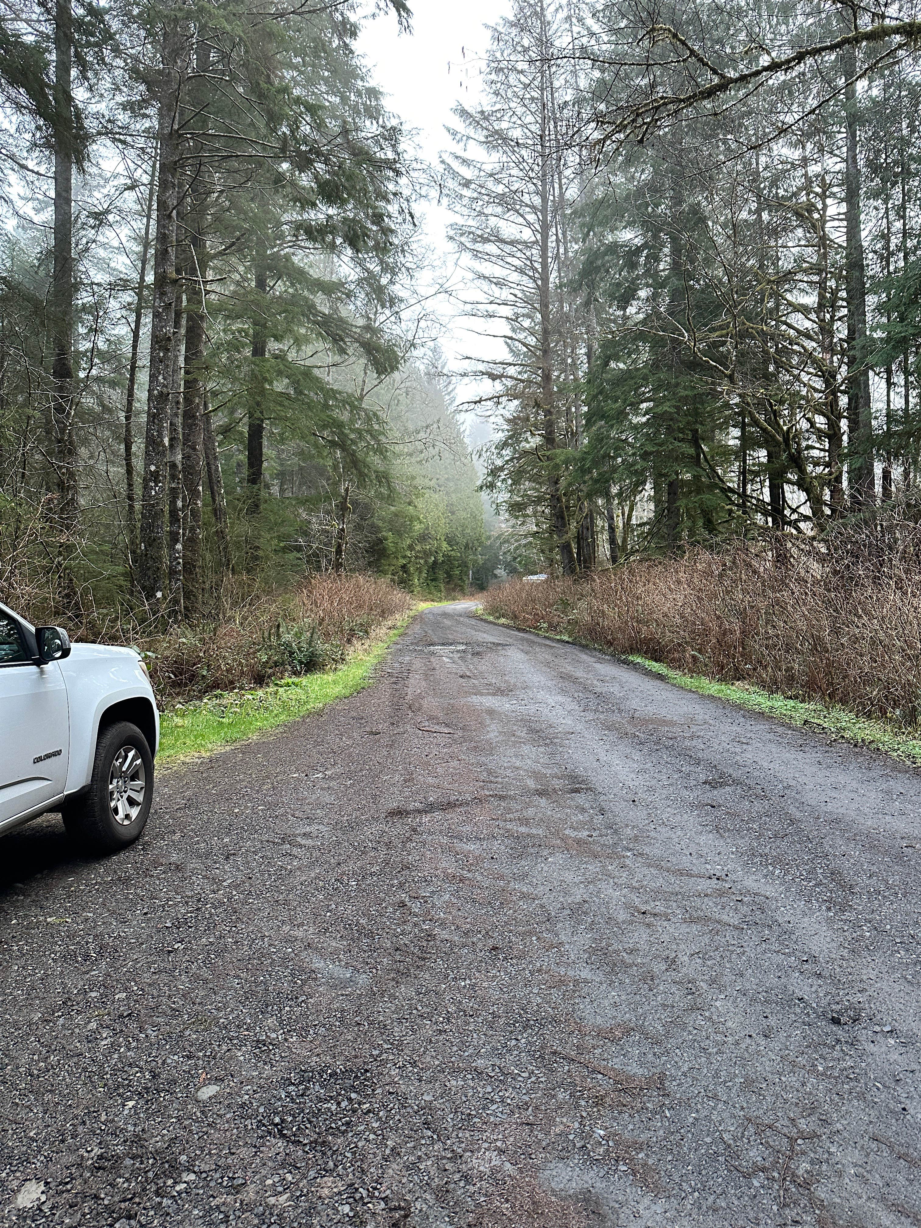 Camper-submitted photo at Quinault Ridge Road near Quinault, WA