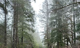 Camping near Big Spruce Resort RV and Cabins: Quinault Ridge Road, Amanda Park, Washington
