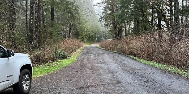 Camper submitted image from Quinault Ridge Road
