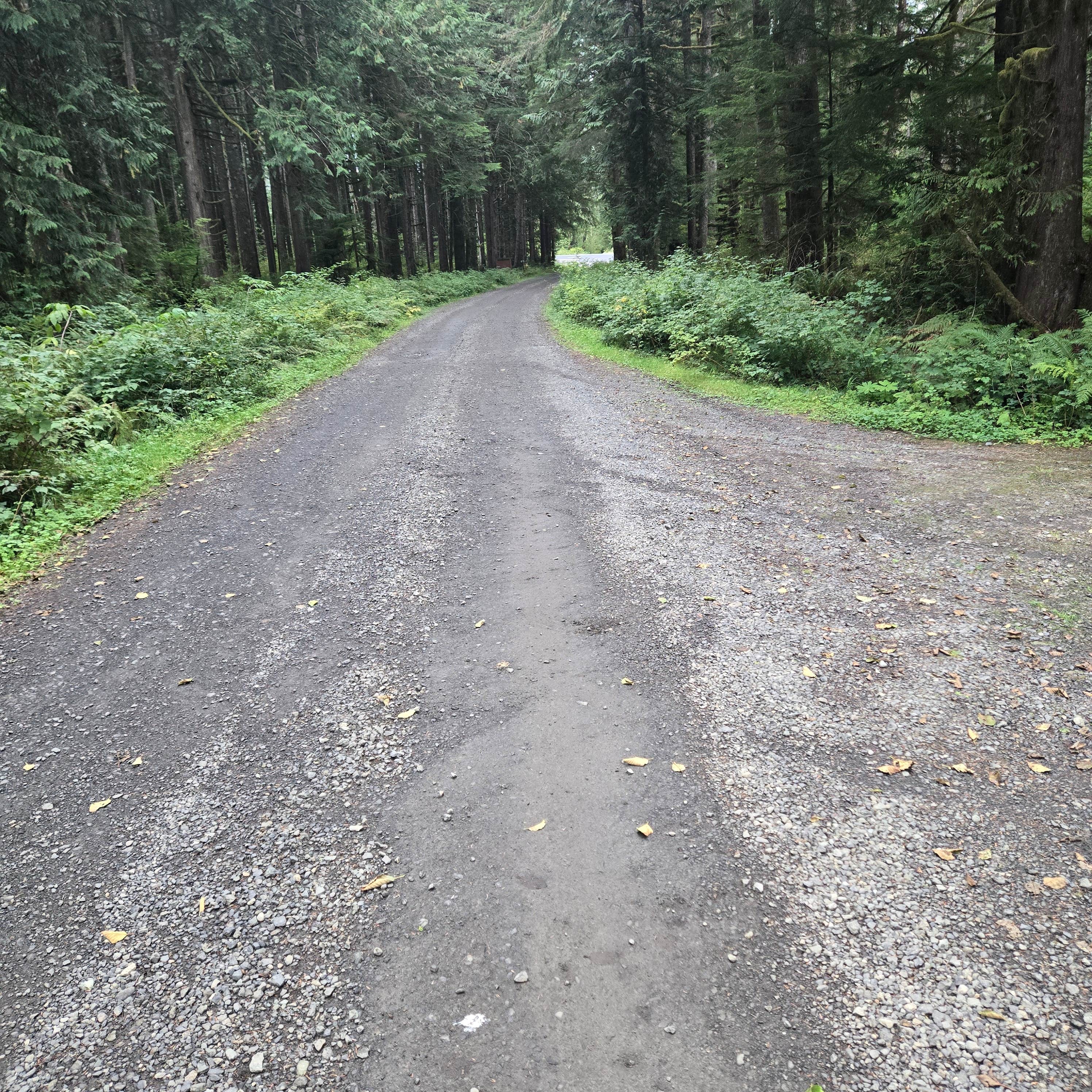 Camper-submitted photo at Quinault Ridge Road near Montesano, WA