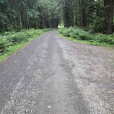 Review photo of Quinault Ridge Road by Matt G., September 29, 2026