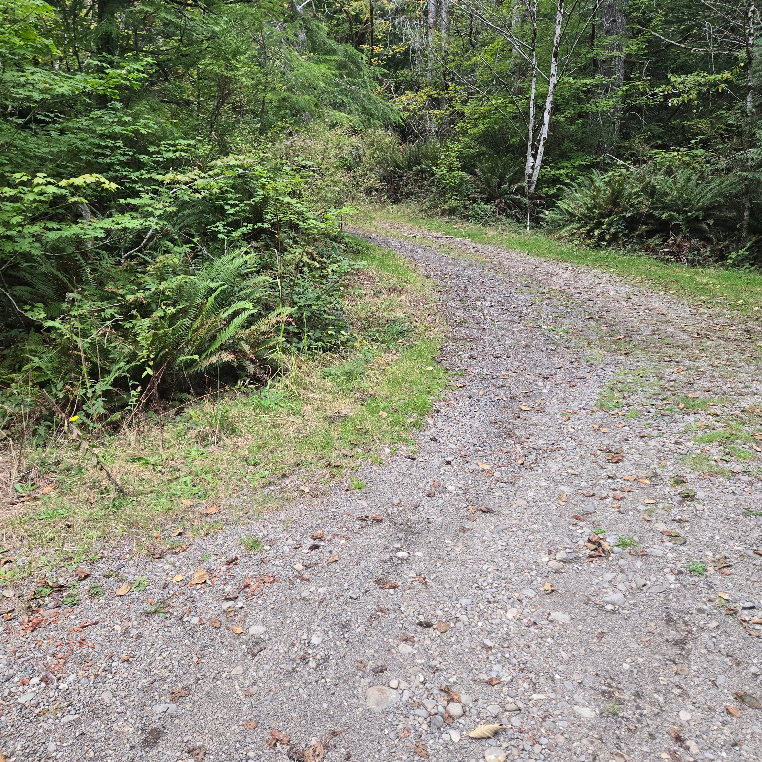 Camper-submitted photo at Quinault Ridge Road near Montesano, WA