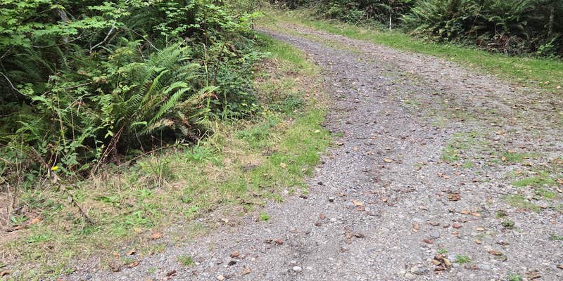 Camper submitted image from Quinault Ridge Road
