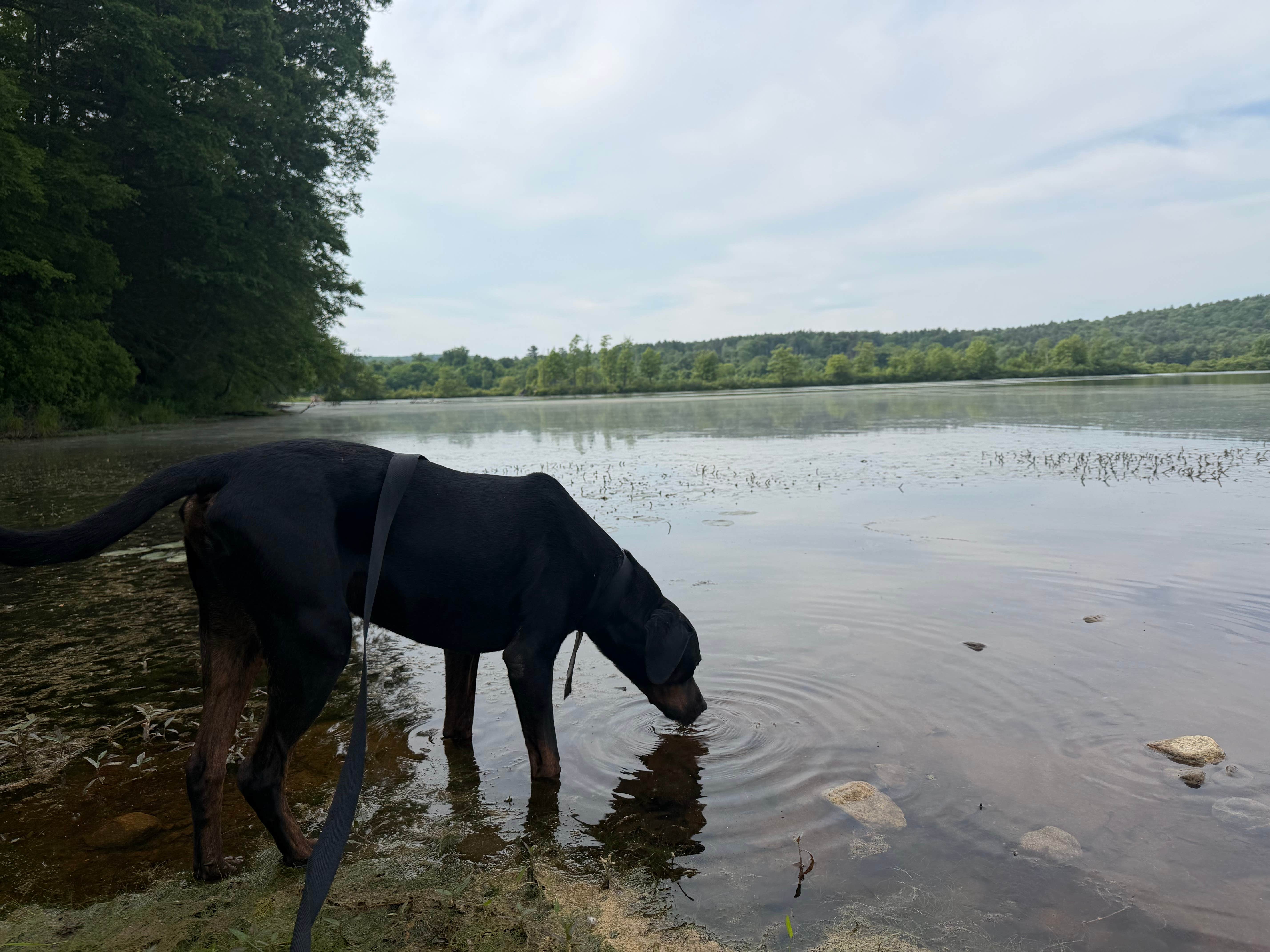 Mike M.'s photo of camping with pets at Quinebaug Cove Campground near Easthampton Town, MA