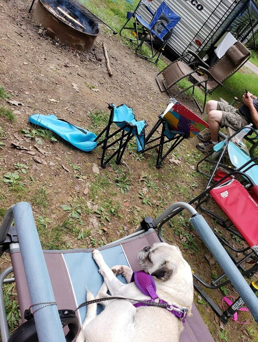 Kevin C.'s photo of camping with pets at Raccoon Creek State Park Campground near Oakdale, PA