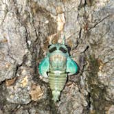 Review photo of Raccoon Ridge Campground — Brown County State Park by Cora P., July 15, 2025
