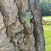 Review photo of Raccoon Ridge Campground — Brown County State Park by Cora P., July 15, 2025