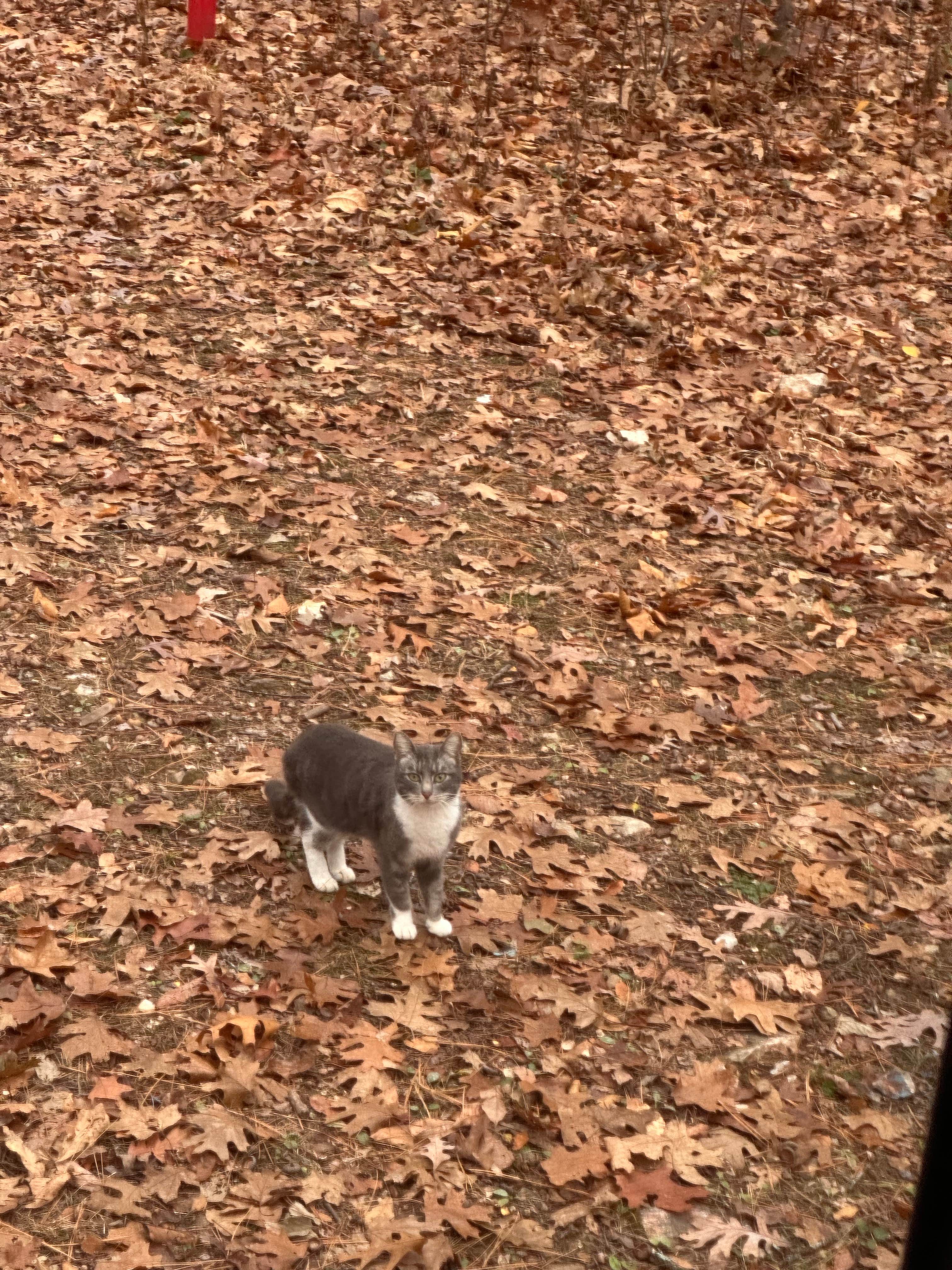 Camper-submitted photo at Sugar Camp Lookout Tower Dispersed Area near Fayetteville, AR