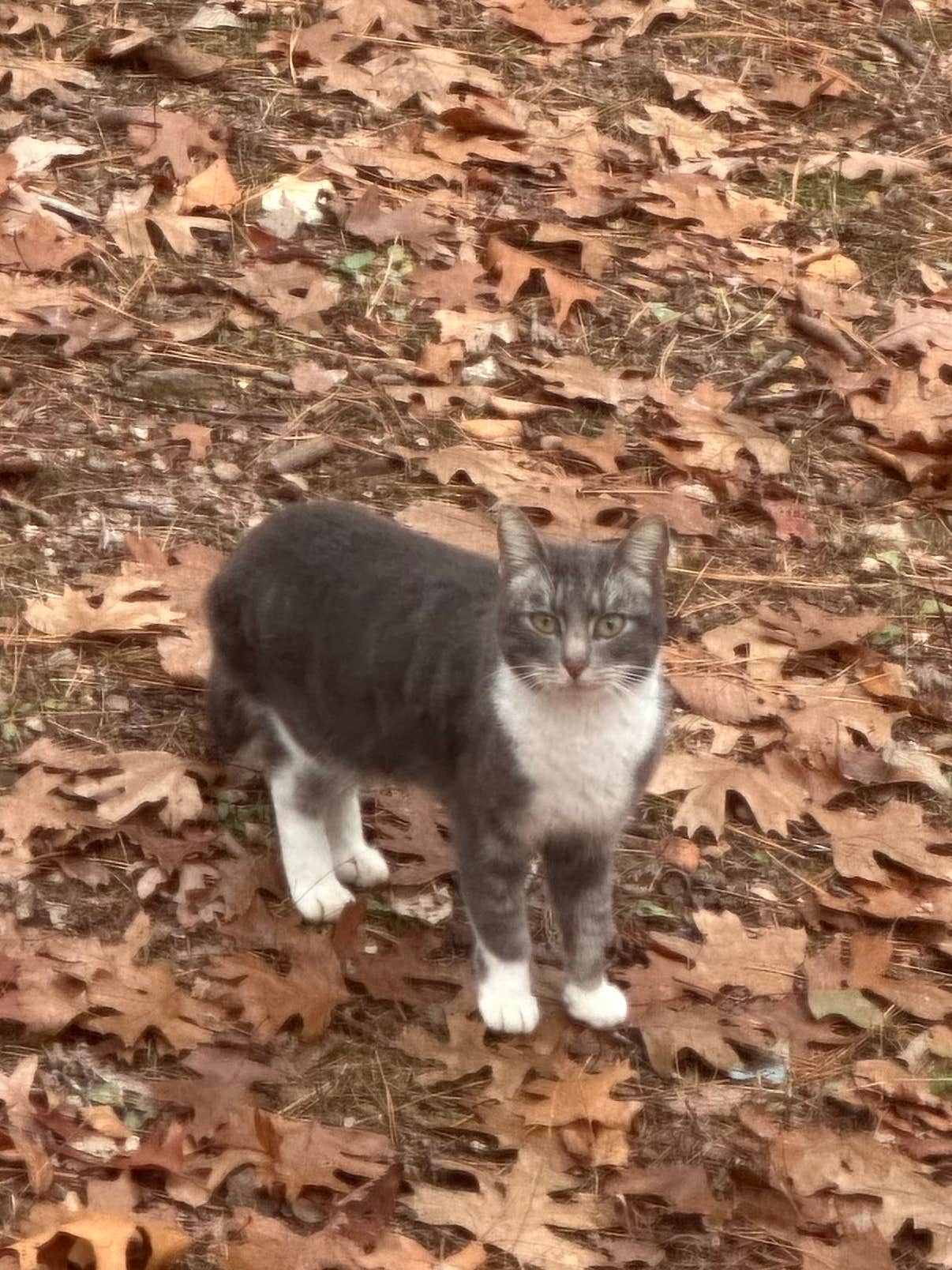 Camper-submitted photo at Sugar Camp Lookout Tower Dispersed Area near Fayetteville, AR