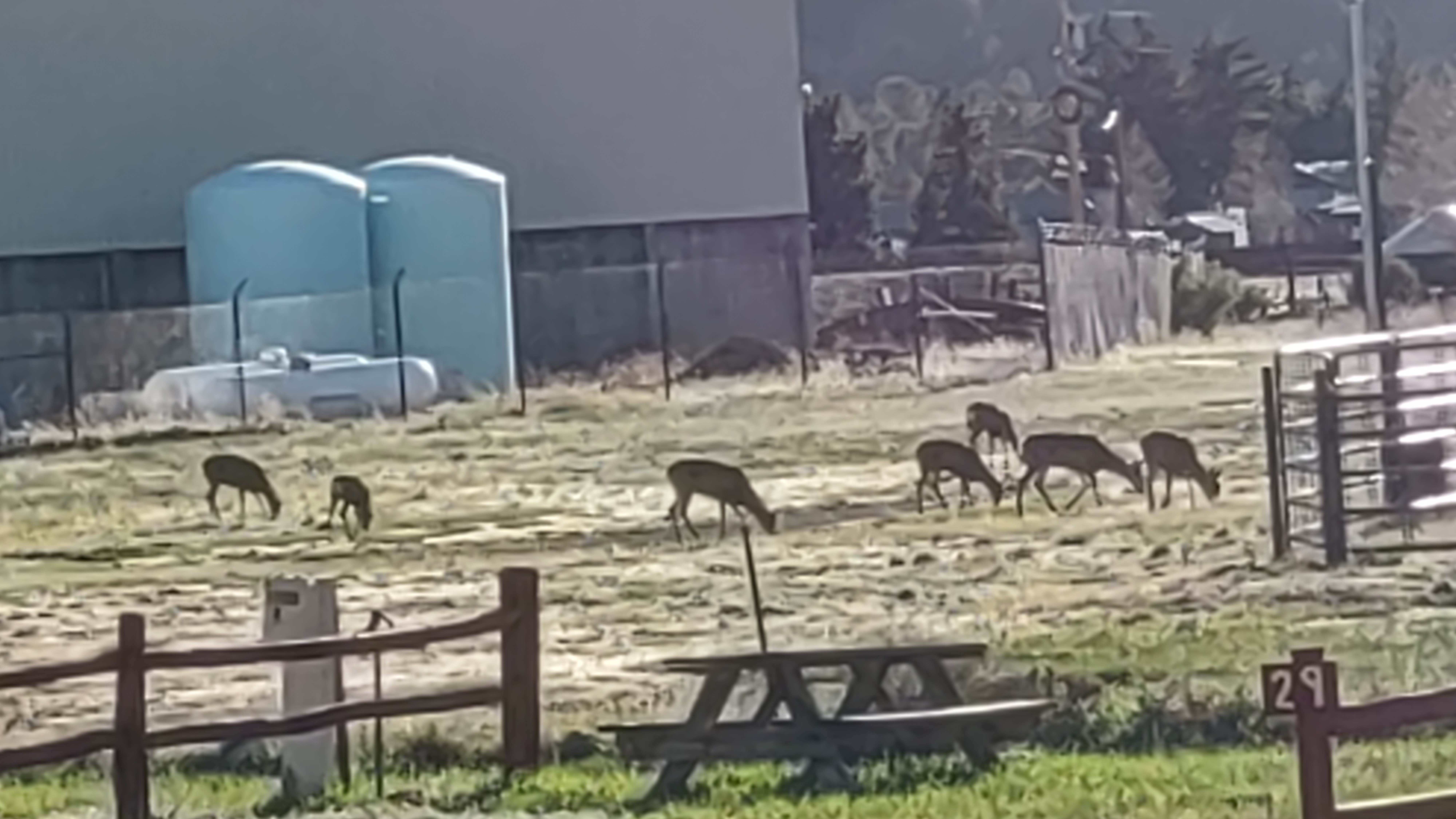 Camper submitted image from Rainbow Lodge rv park - 1