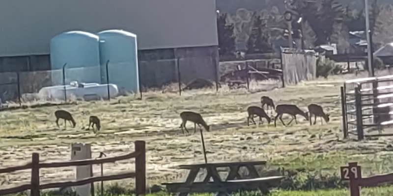 Camper submitted image from Rainbow Lodge RV Park