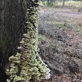 Review photo of Rainbow Springs State Park Campground by Lexi W., February 8, 2024