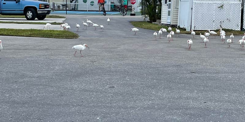 Camper submitted image from Raintree RV Resort