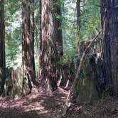 Review photo of Ramblin' Redwoods Campground & RV Park by Robert S., May 27, 2026
