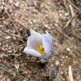 Review photo of Rampart Range Area Dispersed Campsite by Alyson M., May 12, 2024