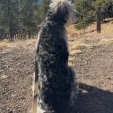 Review photo of Rampart Range Area Dispersed Campsite by Aspen W., March 14, 2026