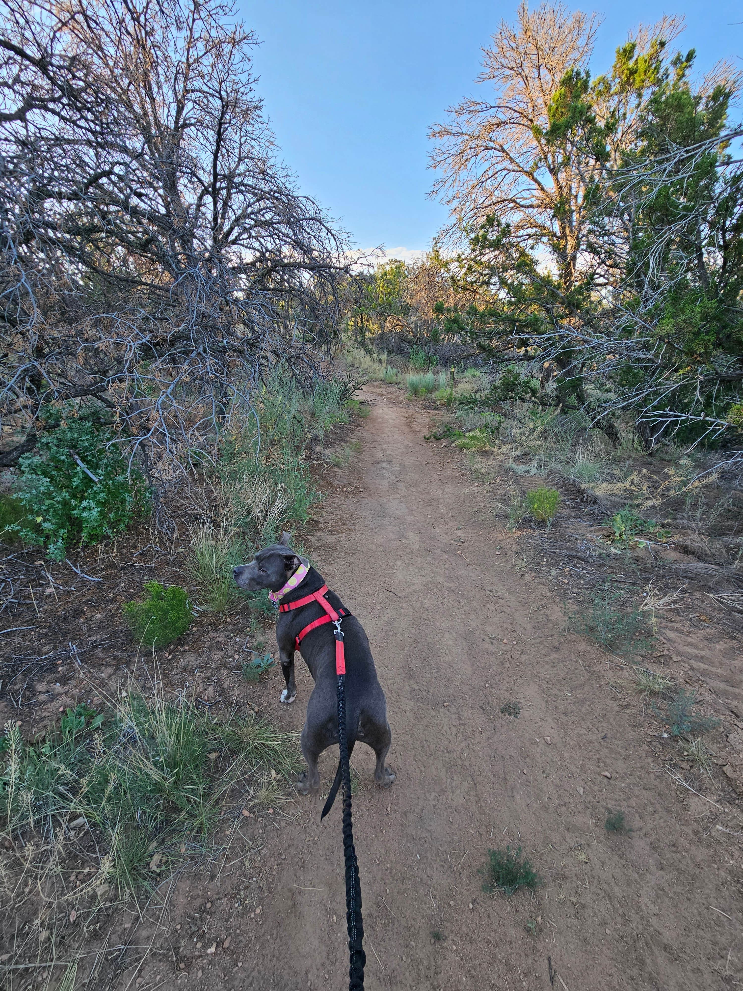 Stefanie S.'s photo of camping with pets at Rancheros de Santa Fe near Eldorado at Santa Fe, NM