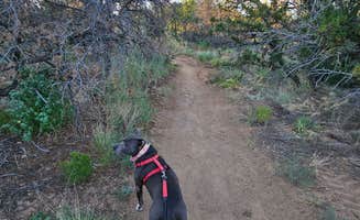 Stefanie S.'s photo of camping with pets at Rancheros de Santa Fe near Edgewood, NM