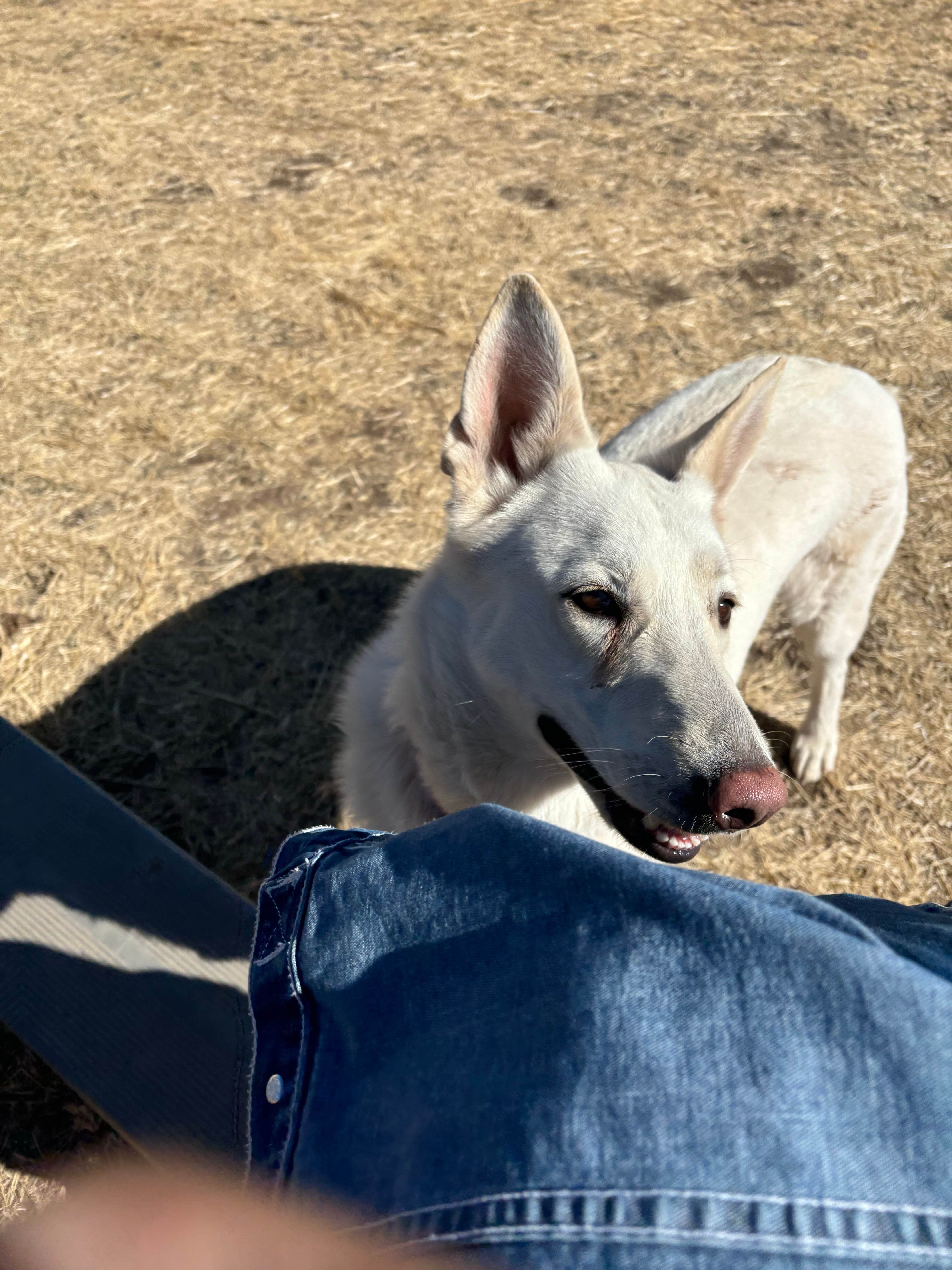 maryellen S.'s photo of camping with pets at Rancho del Nido near Patagonia, AZ