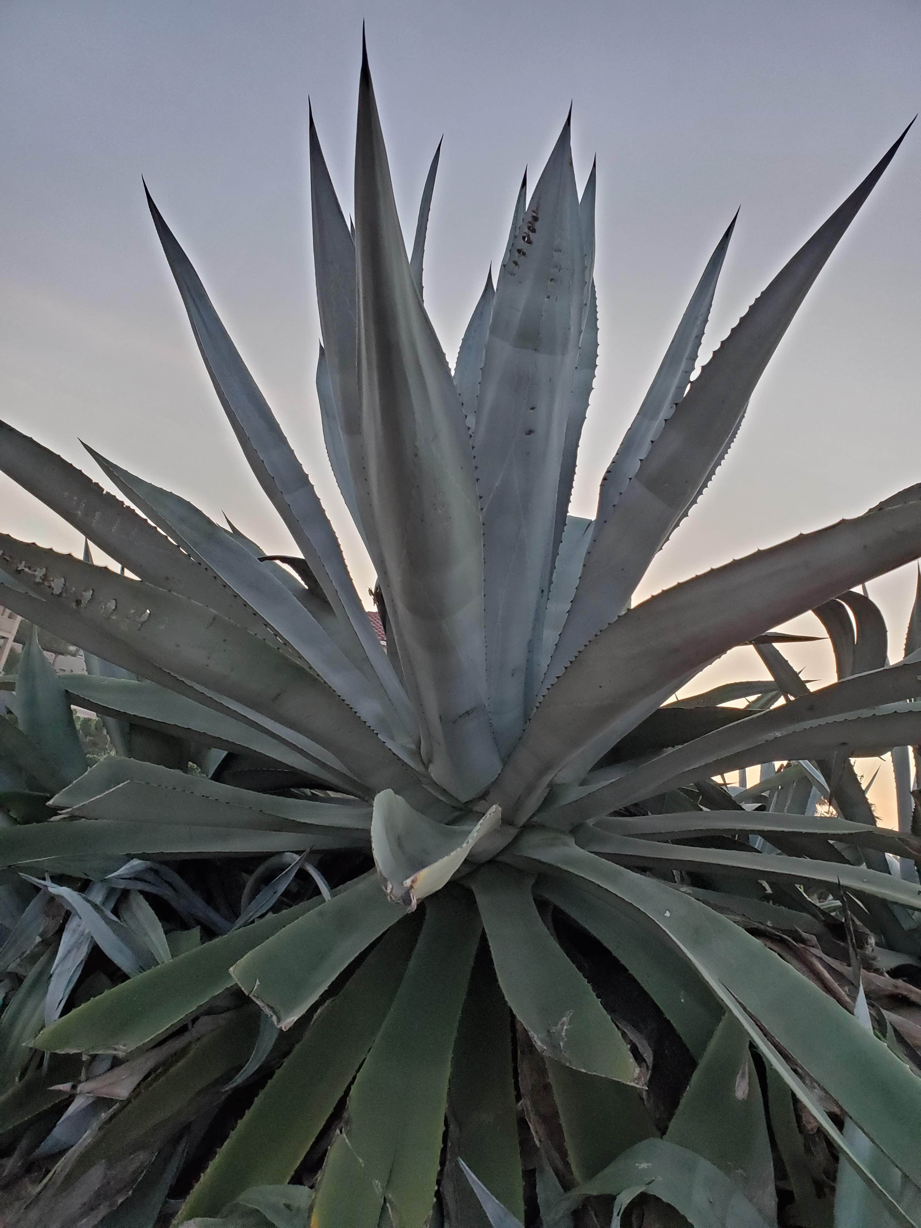 Camper-submitted photo at Rancho El Charco near Ratcliff, TX