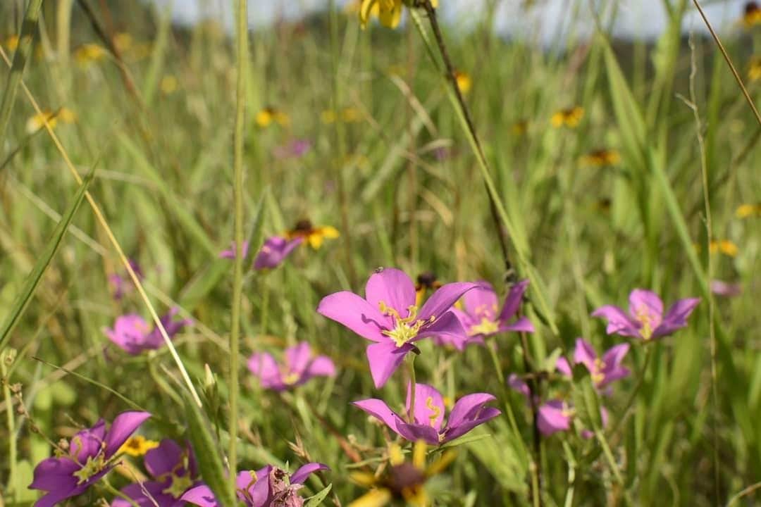 Camping near Val's Kountry Corral RV Park: Rancho El Charco, Mission, Texas