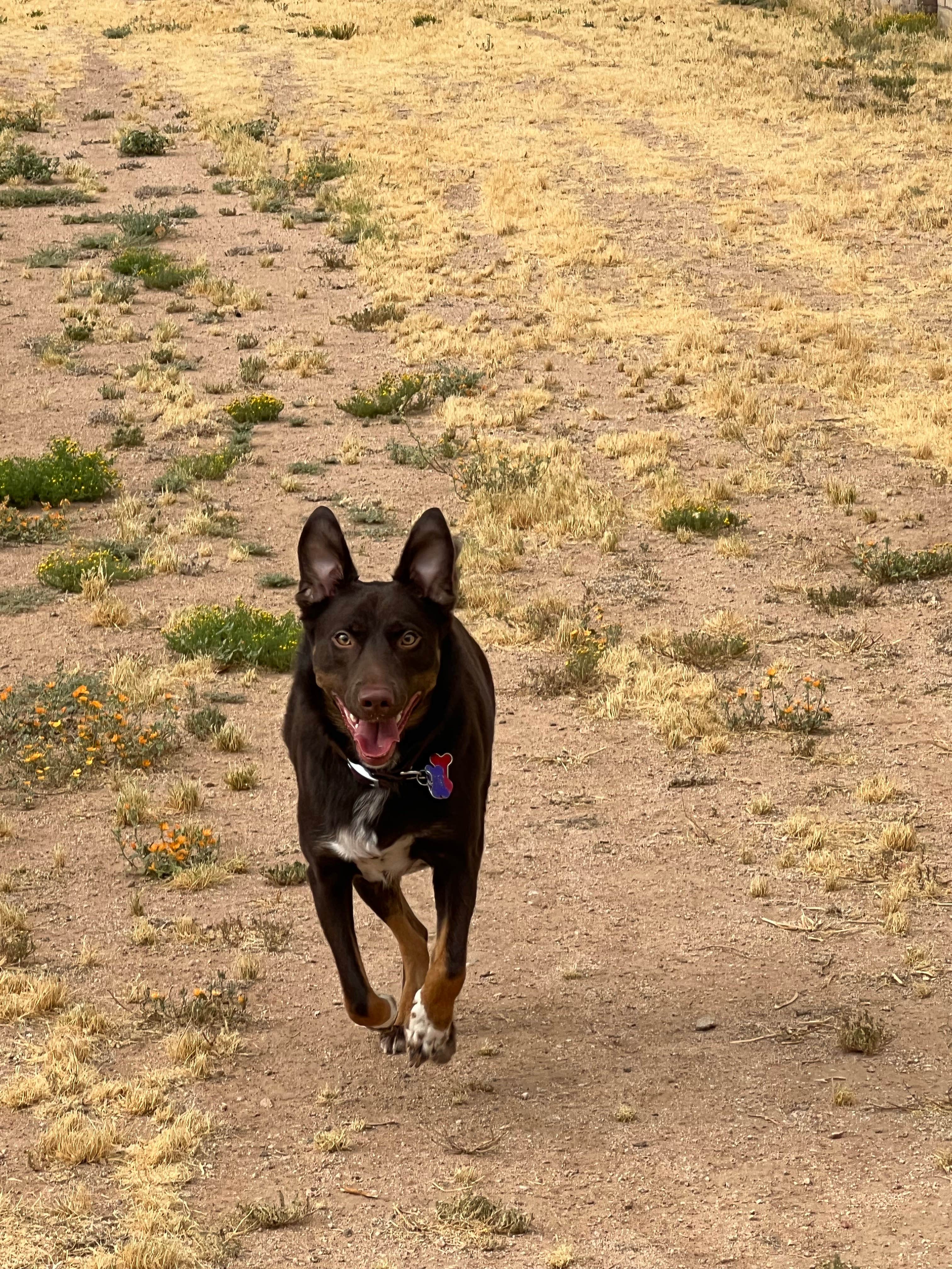 Camper-submitted photo at Rancho Sonora RV Park near Globe, AZ