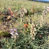 Review photo of Raspberry Gulch Dispersed Site by nicole W., July 29, 2024