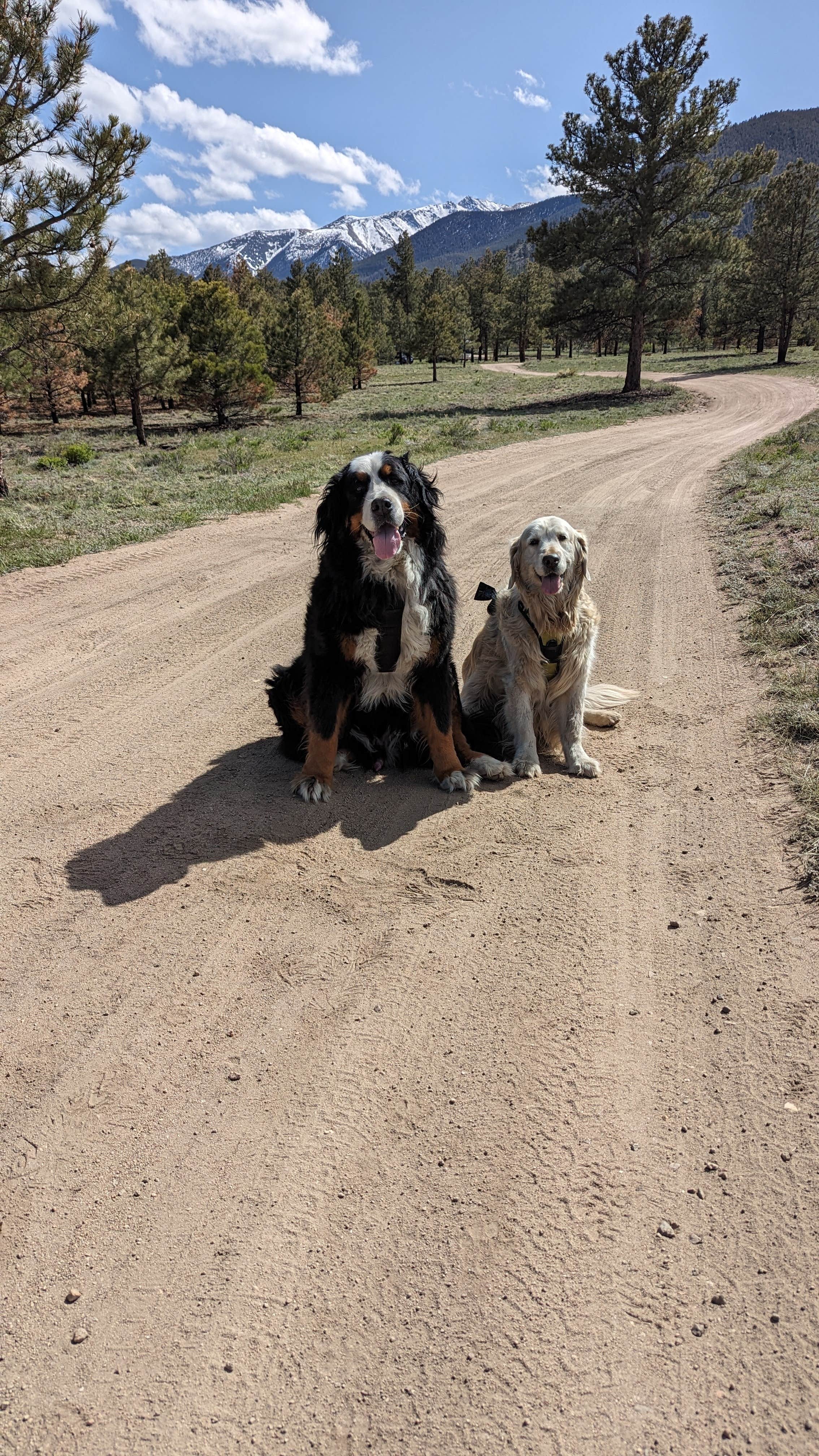 Tessa P.'s photo of camping with pets at Raspberry Gulch Dispersed Site near Buena Vista, CO