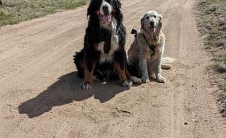 Tessa P.'s photo of camping with pets at Raspberry Gulch Dispersed Site near Buena Vista, CO