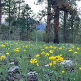 Review photo of Raspberry Gulch Dispersed Site by marine J., June 6, 2024