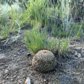 Review photo of Raspberry Gulch Dispersed Site by nicole W., July 29, 2024