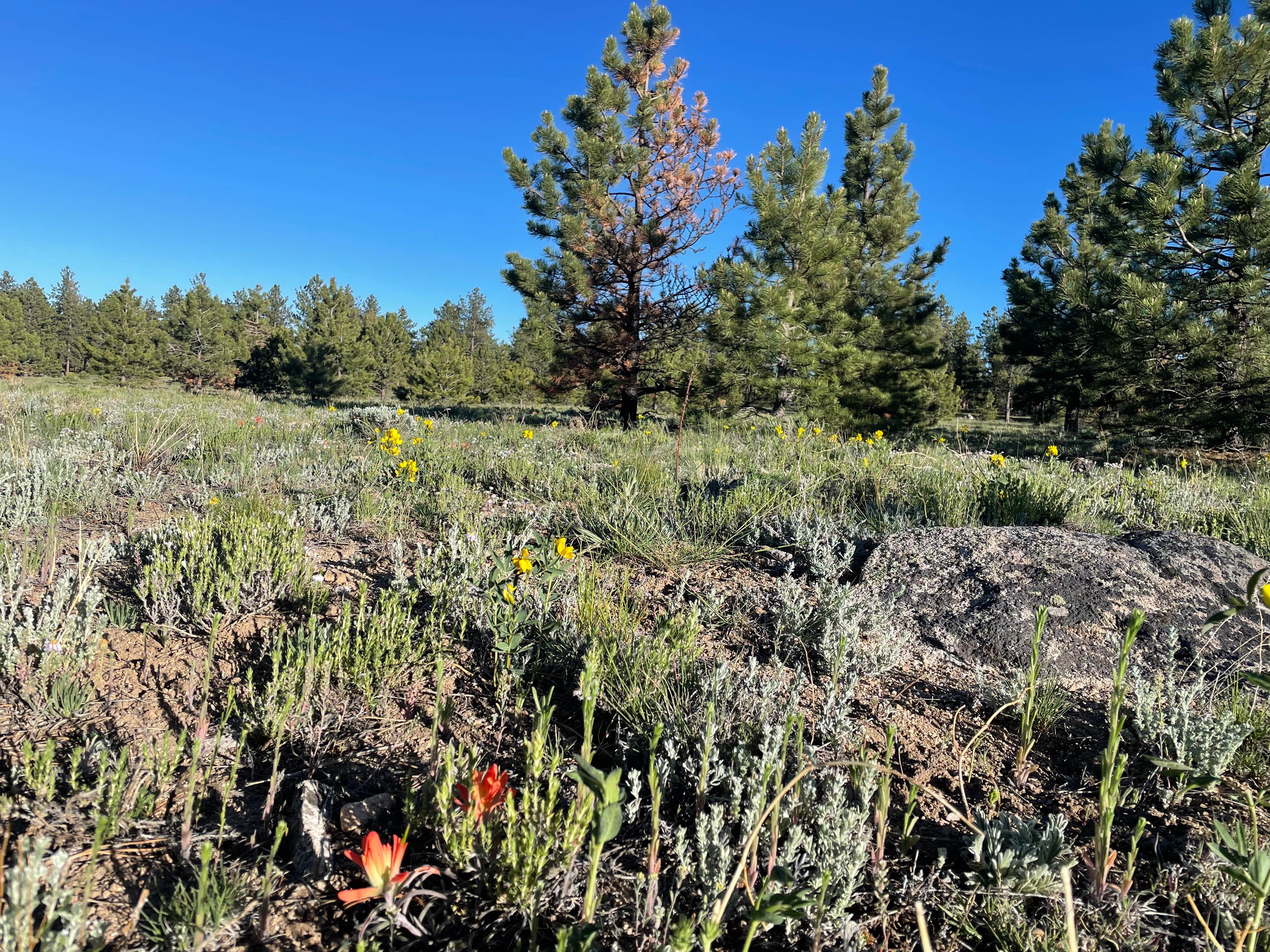 Camper-submitted photo at Raspberry Gulch Dispersed Site near Poncha Springs, CO