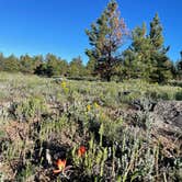 Review photo of Raspberry Gulch Dispersed Site by marine J., June 6, 2024