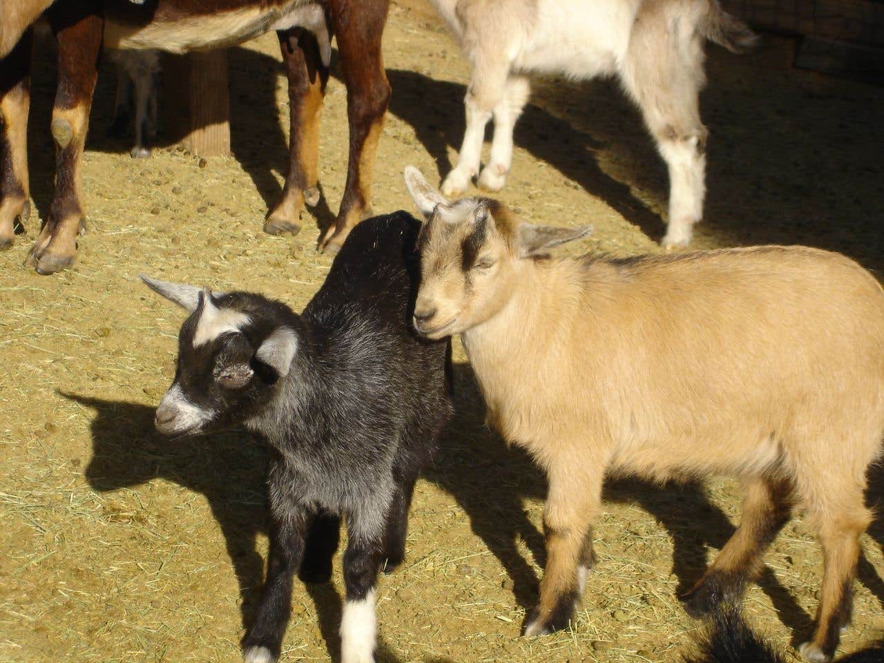 Camper-submitted photo at Rawhide Ranch near San Marcos, CA