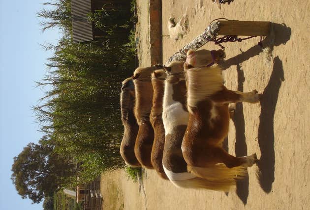 Rawhide Ranch Rawhide Ranch Camping | Fallbrook, California