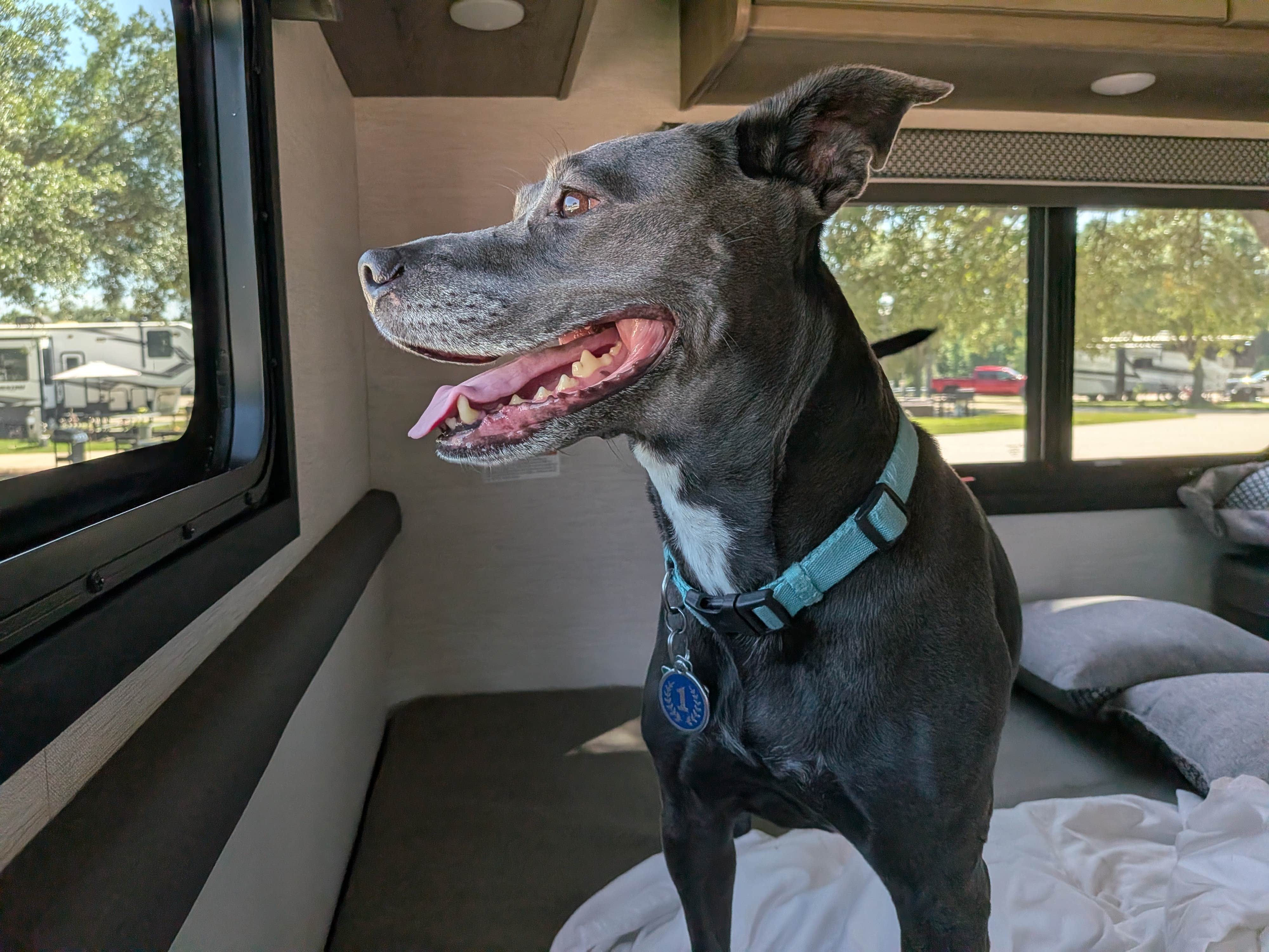 David B.'s photo of camping with pets at Rayford Crossing RV Resort near Magnolia, TX
