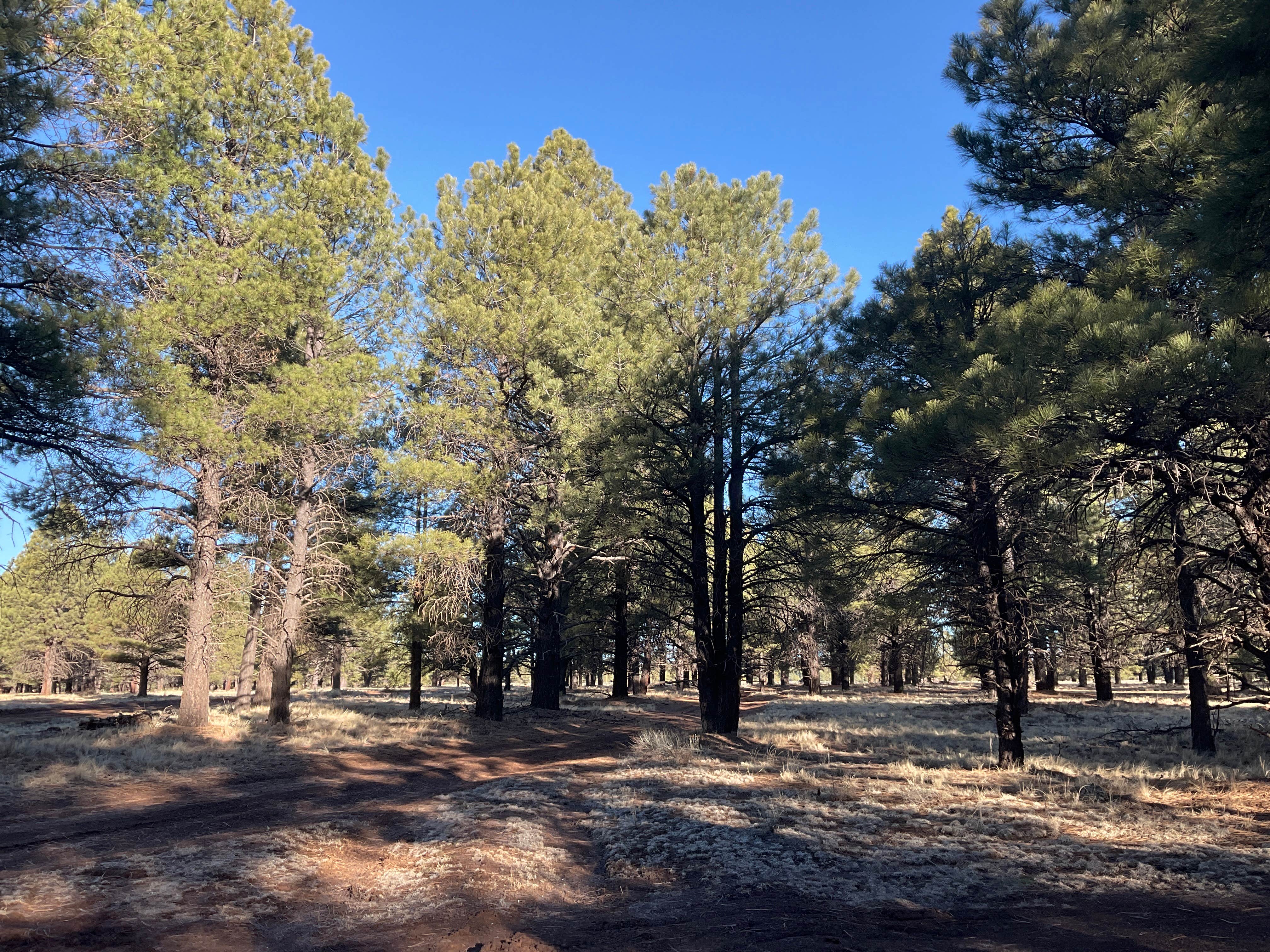 Camper-submitted photo at Raymond Tank near Williams, AZ