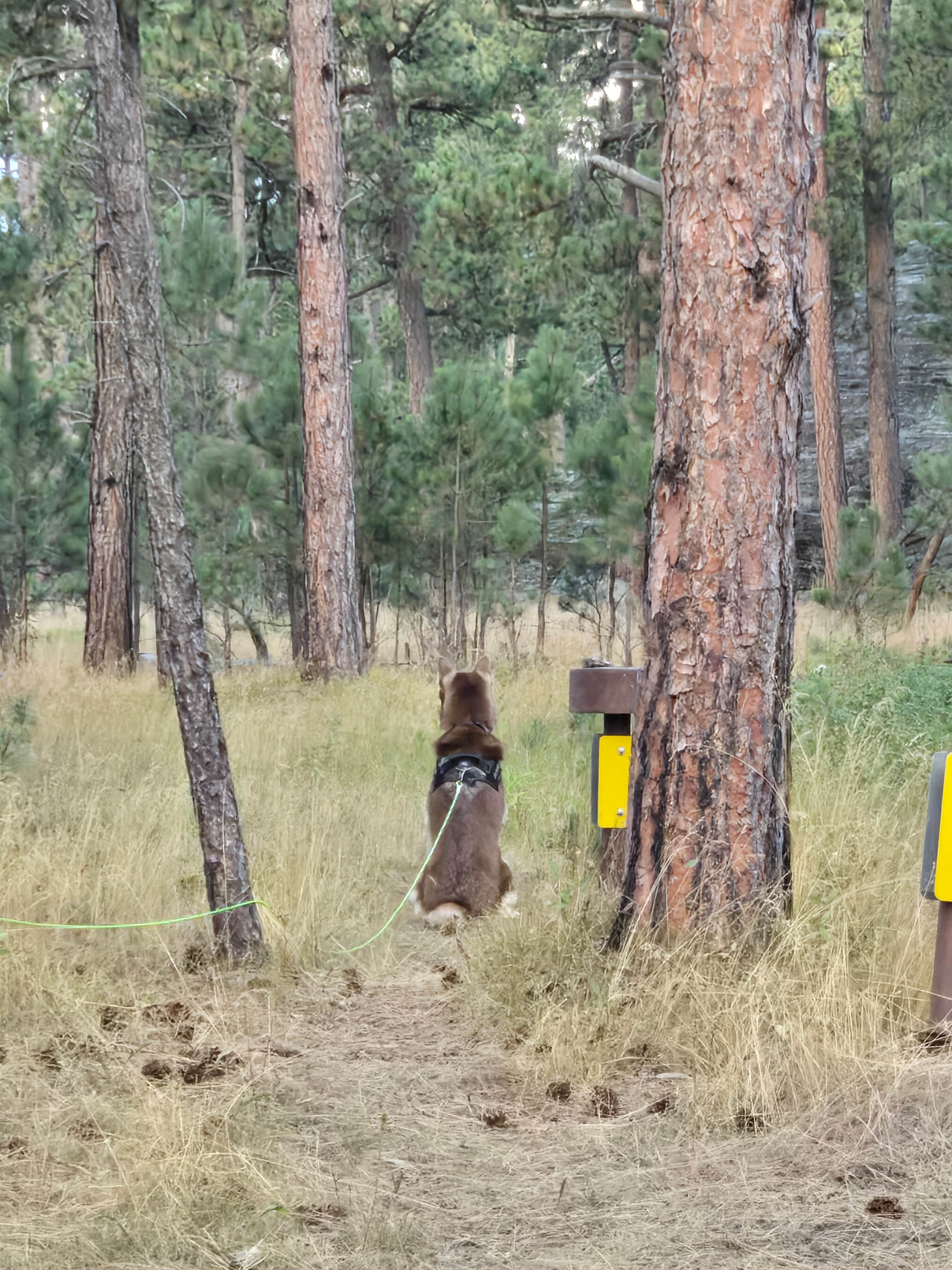 Ruth T.'s photo of camping with pets at RD 356 Dispersed Site Black Hills National Forest near Custer, SD
