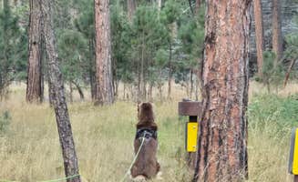 Ruth T.'s photo of camping with pets at RD 356 Dispersed Site Black Hills National Forest near Black Hills National Forest