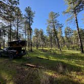 Review photo of RD 356 Dispersed Site Black Hills National Forest by Michael M., June 9, 2024