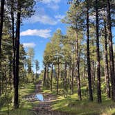 Review photo of RD 356 Dispersed Site Black Hills National Forest by Michael M., June 9, 2024