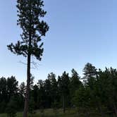 Review photo of RD 356 Dispersed Site Black Hills National Forest by Brianna F., August 5, 2025