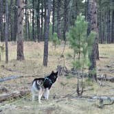 Review photo of RD 356 Dispersed Site Black Hills National Forest by Ruth T., September 15, 2024