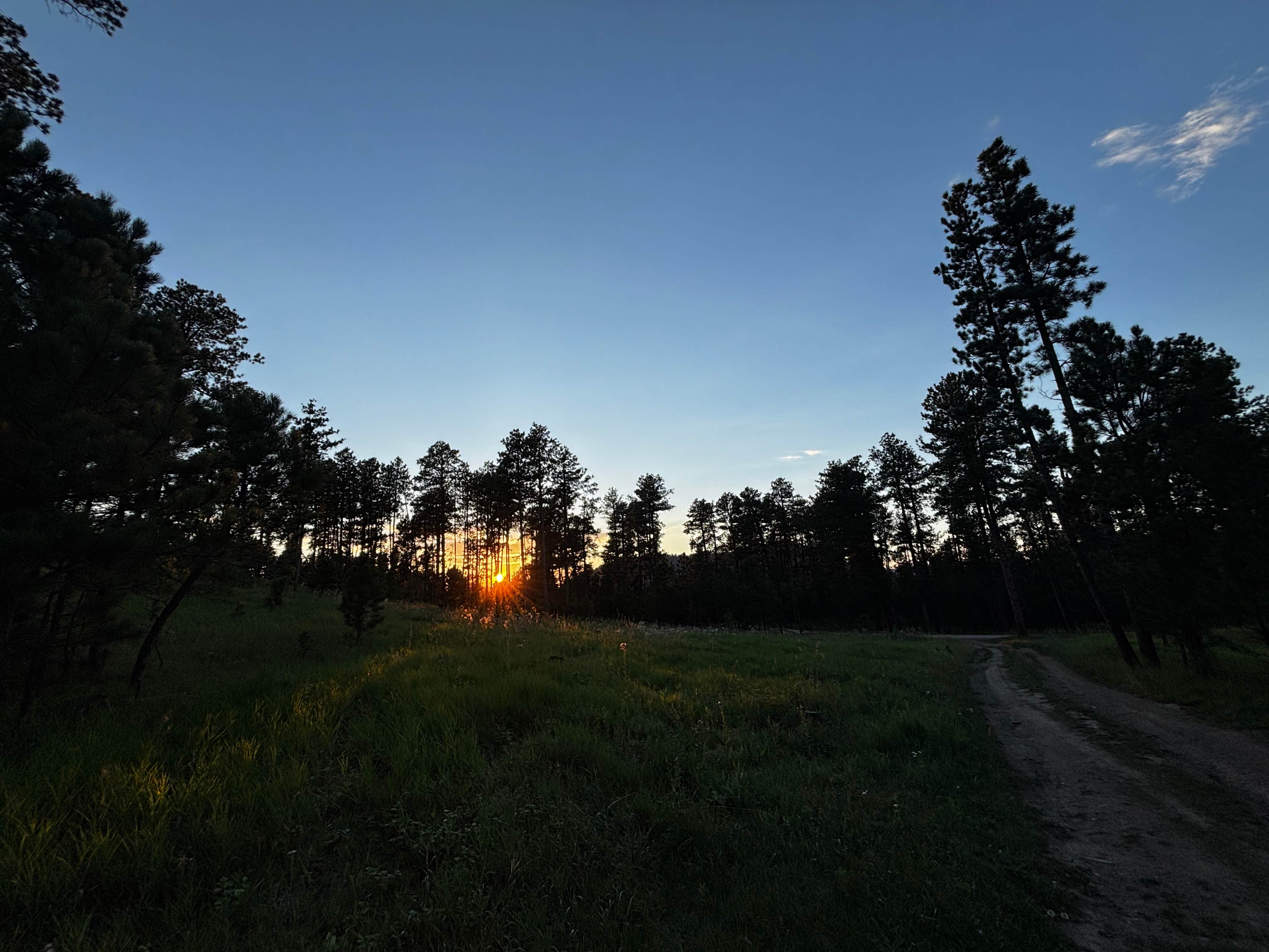 Aviva B.'s photo of a dispersed camping area at RD 356 Dispersed Site Black Hills National Forest in South Dakota