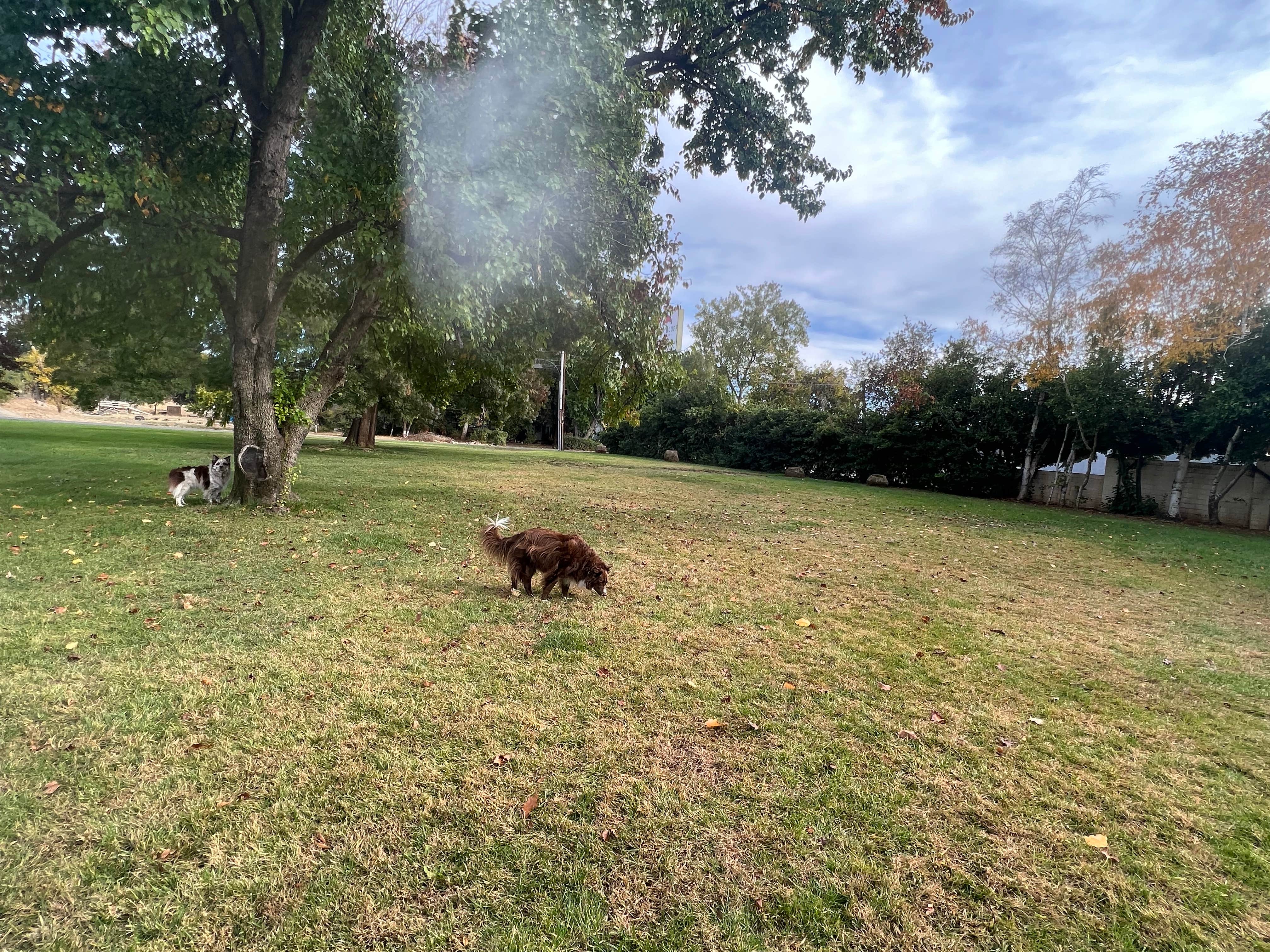 lori E.'s photo of camping with pets at Red Bluff RV Park near Chico, CA