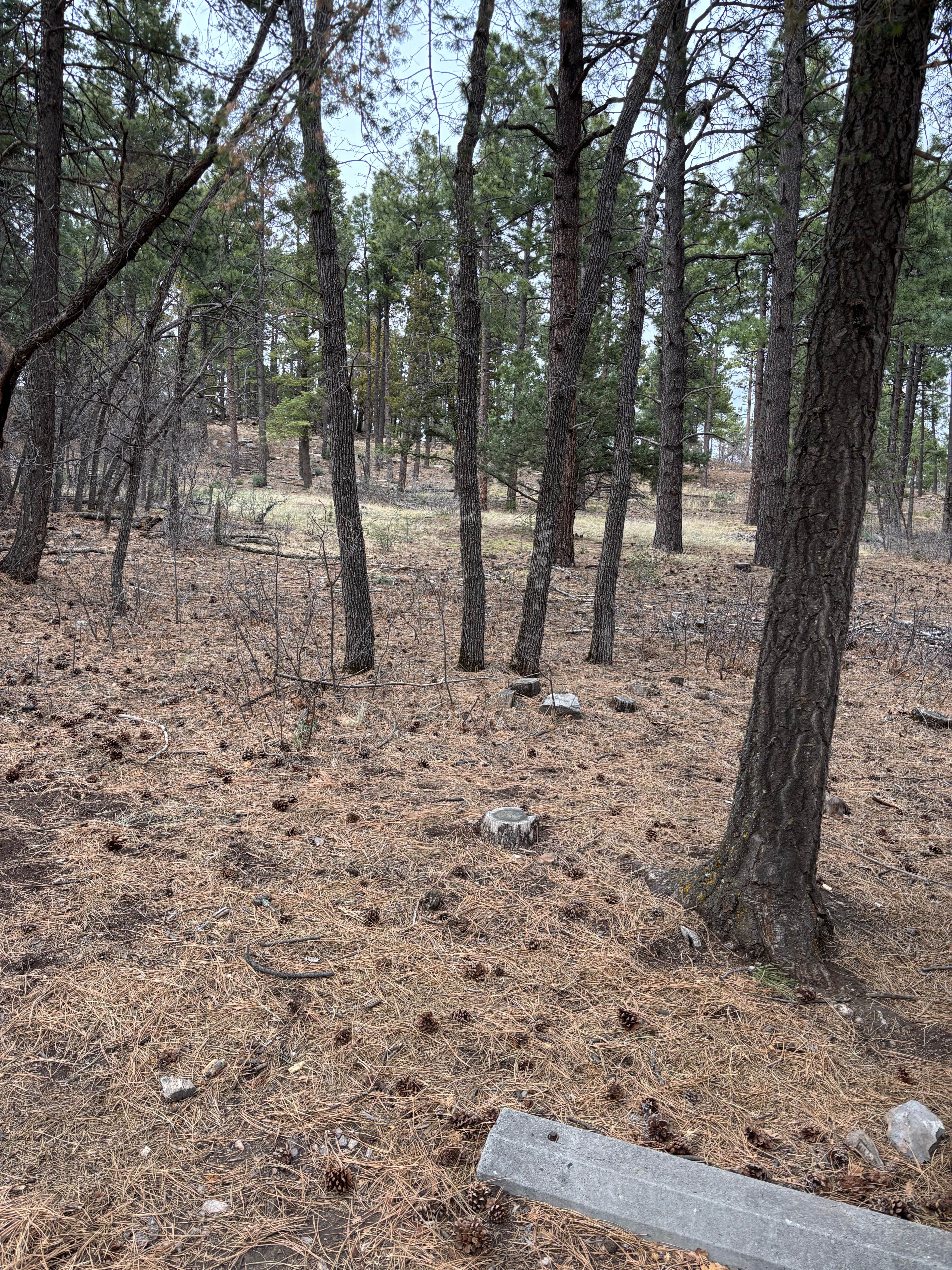 Camper-submitted photo at Red Canyon (Nm) — Cibola National Forest And Grasslands near Tome, NM