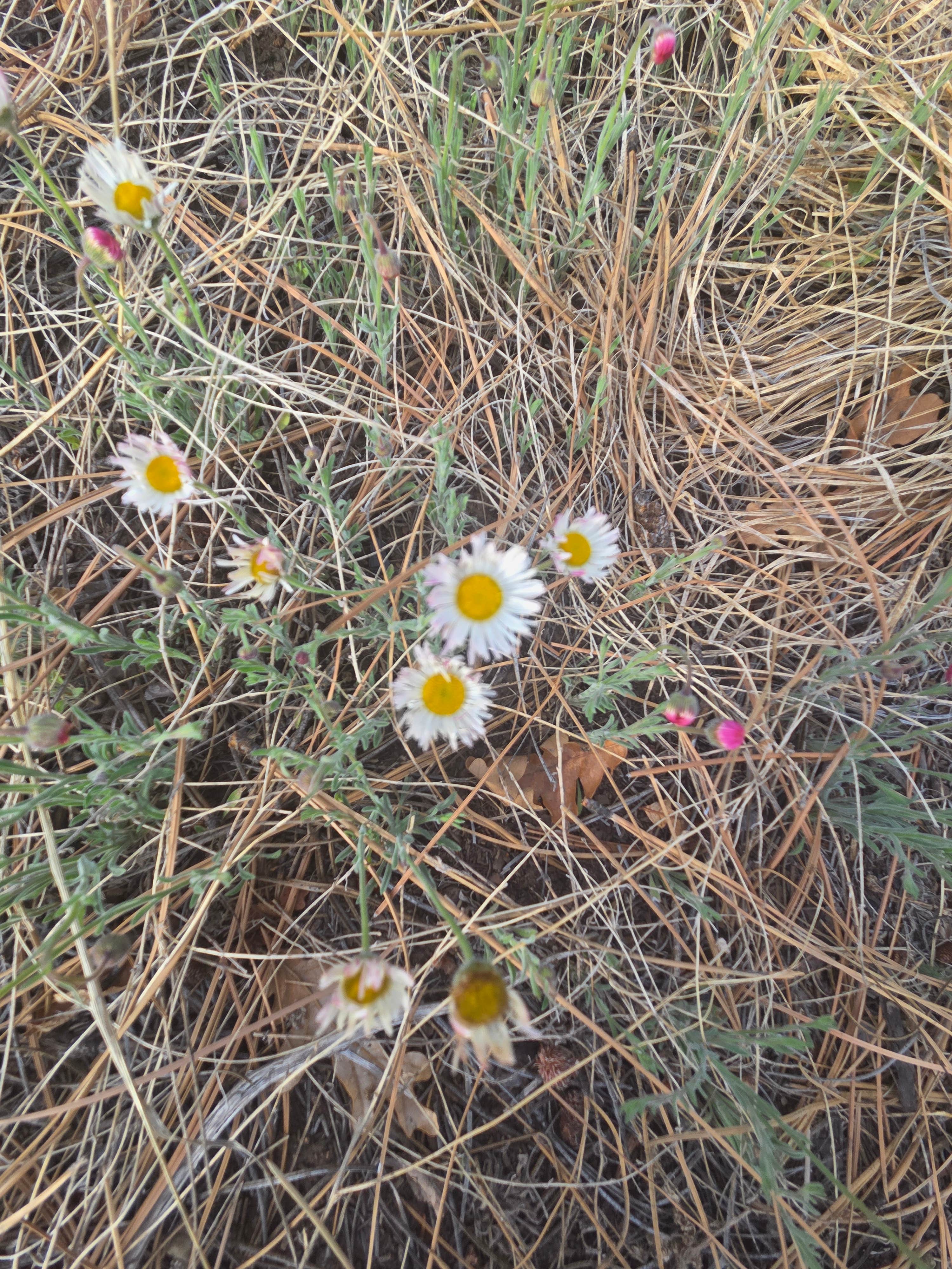 Camper-submitted photo at Red Canyon (Nm) — Cibola National Forest And Grasslands near Los Lunas, NM