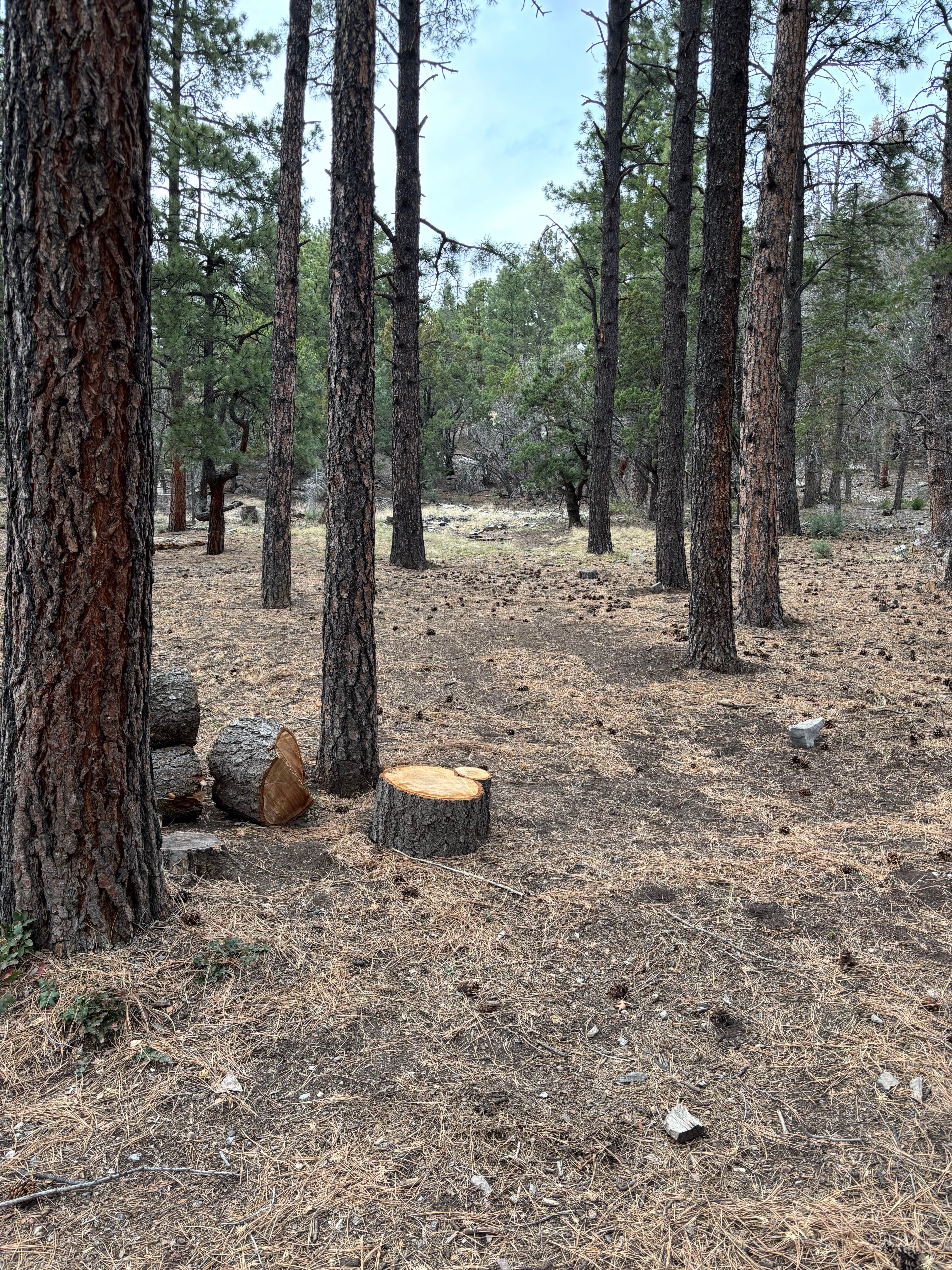 Camper-submitted photo at Red Canyon (Nm) — Cibola National Forest And Grasslands near Tome, NM