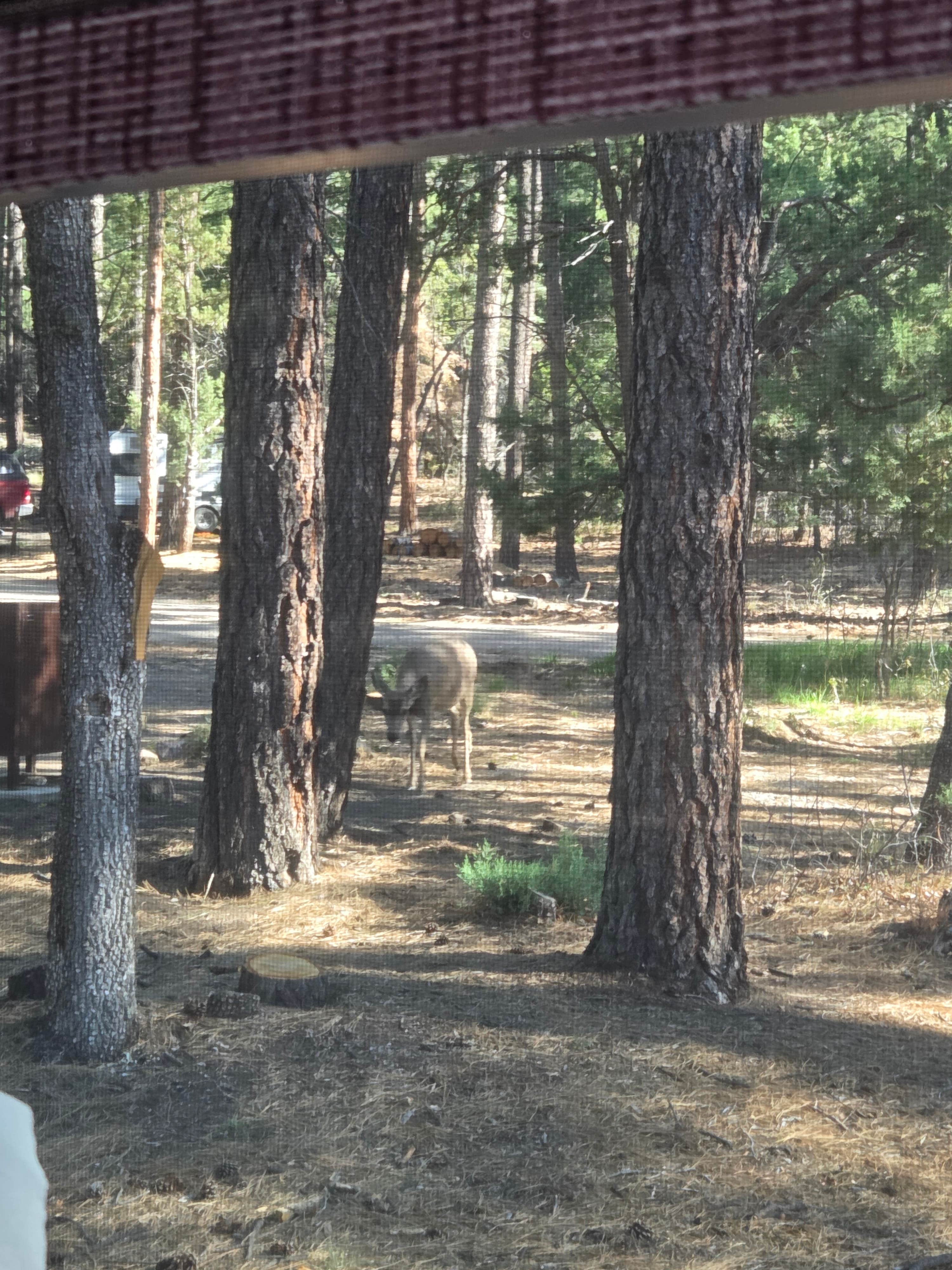 Camper-submitted photo at Red Canyon (Nm) — Cibola National Forest And Grasslands near Los Lunas, NM